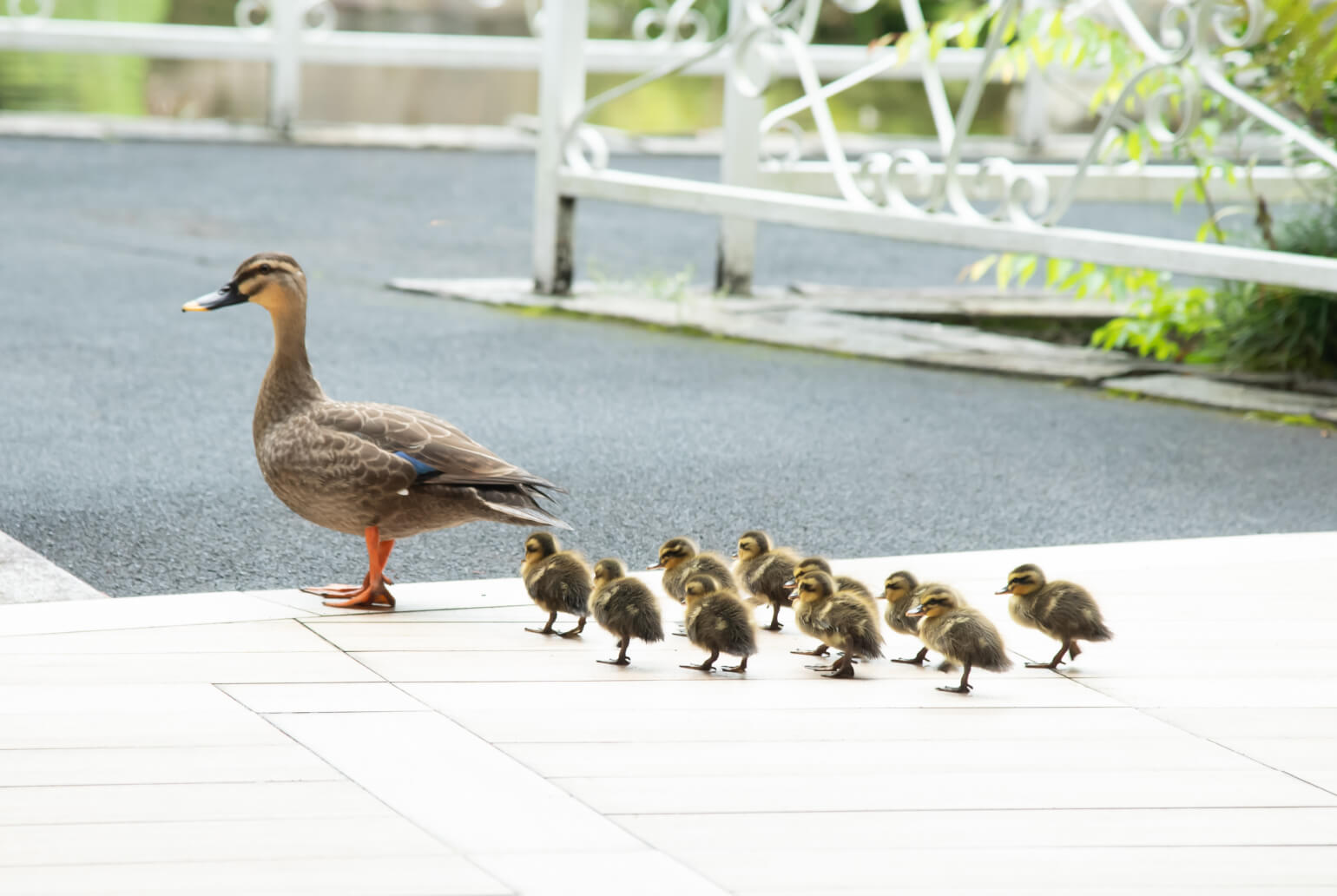 庭園イメージ