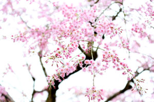 ■結婚式を挙げてよかった■フォトウエディングと悩んでいたけど…